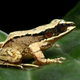 Image for article titled Female frogs literally can't hear half the things that male frogs say